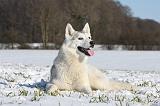 SIBERIAN HUSKY 482